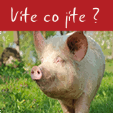 České vepřové